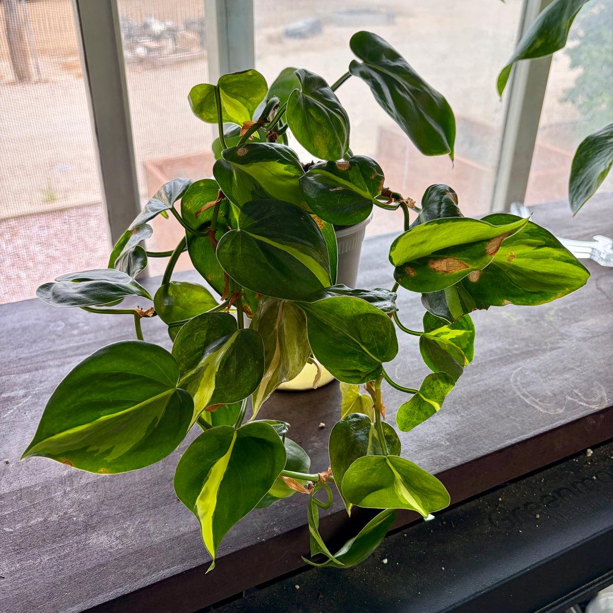 Philodendron Hederaceum 'Brasil'