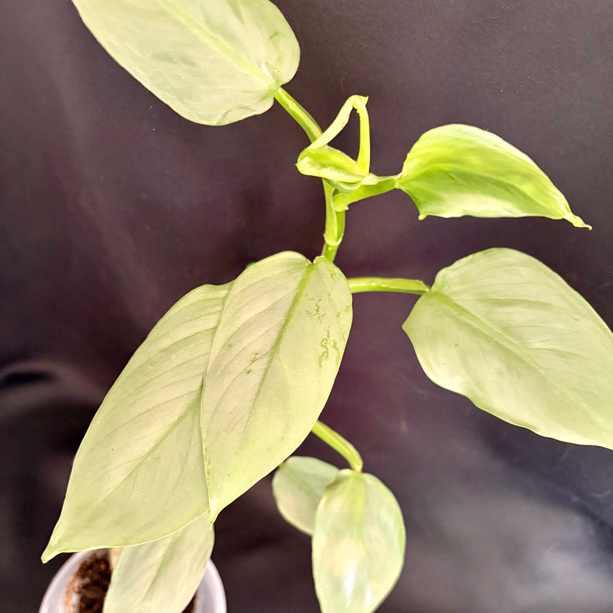 Philodendron Hastatum (Silver Sword)