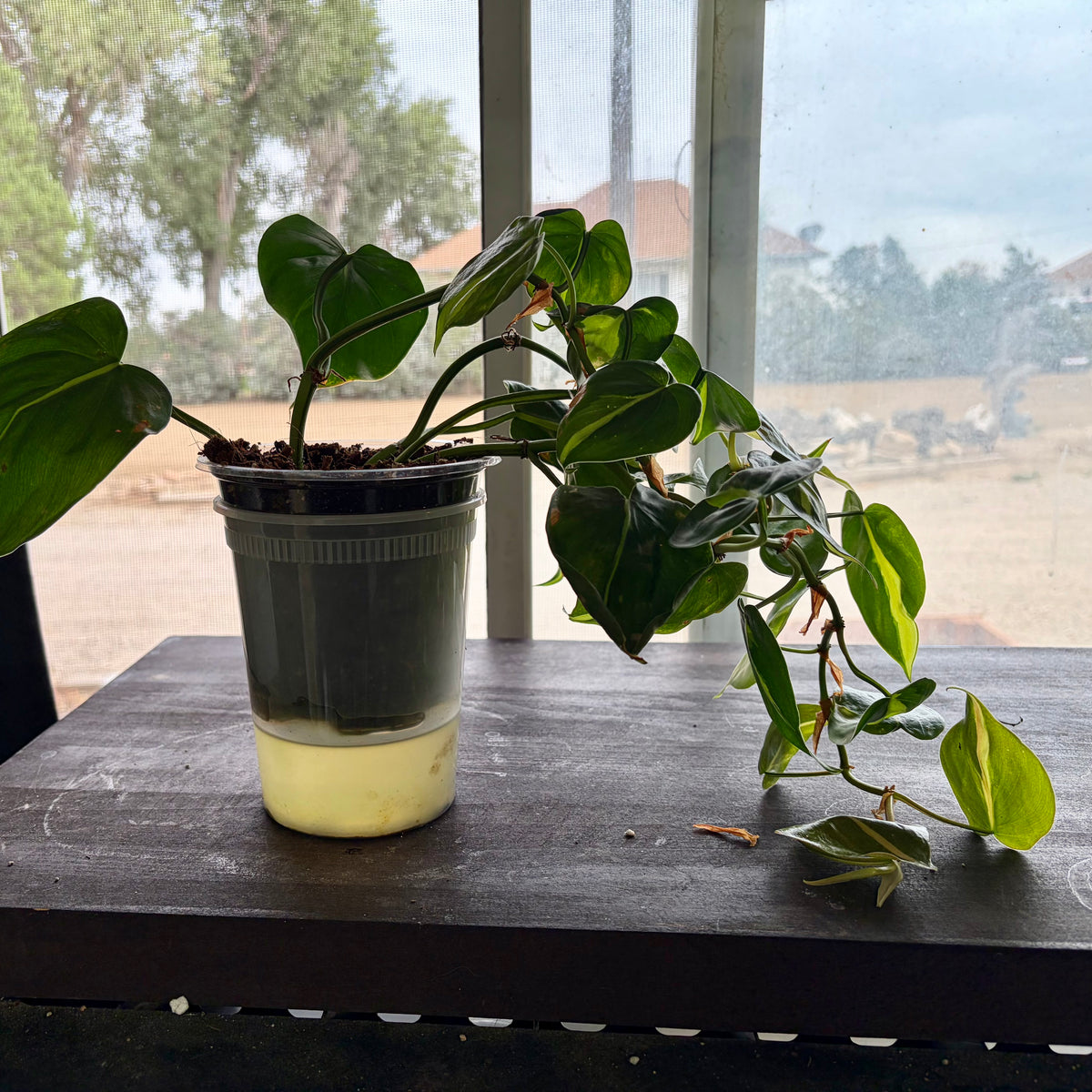 Philodendron Hederaceum 'Brasil'