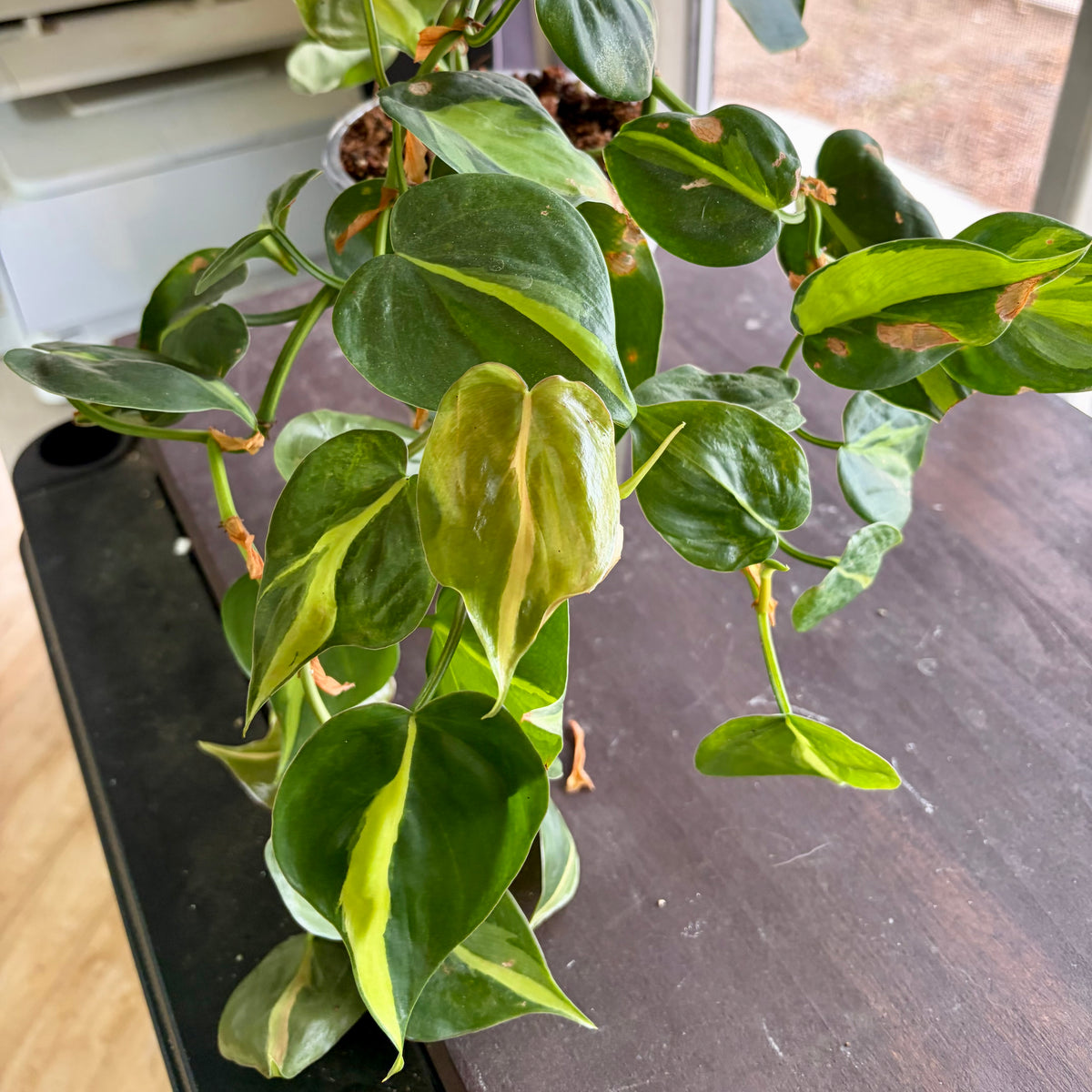 Philodendron Hederaceum 'Brasil'