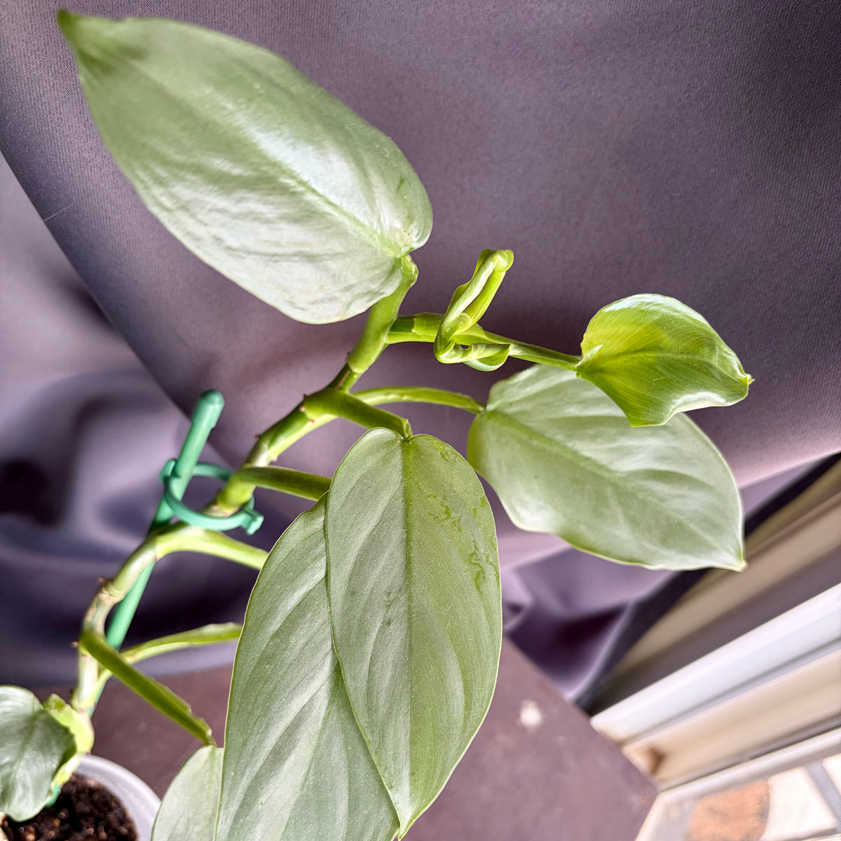 Philodendron Hastatum (Silver Sword)