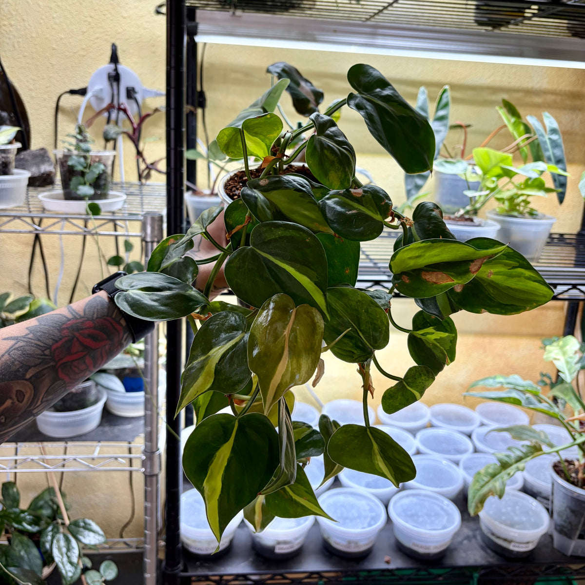 Philodendron Hederaceum 'Brasil'