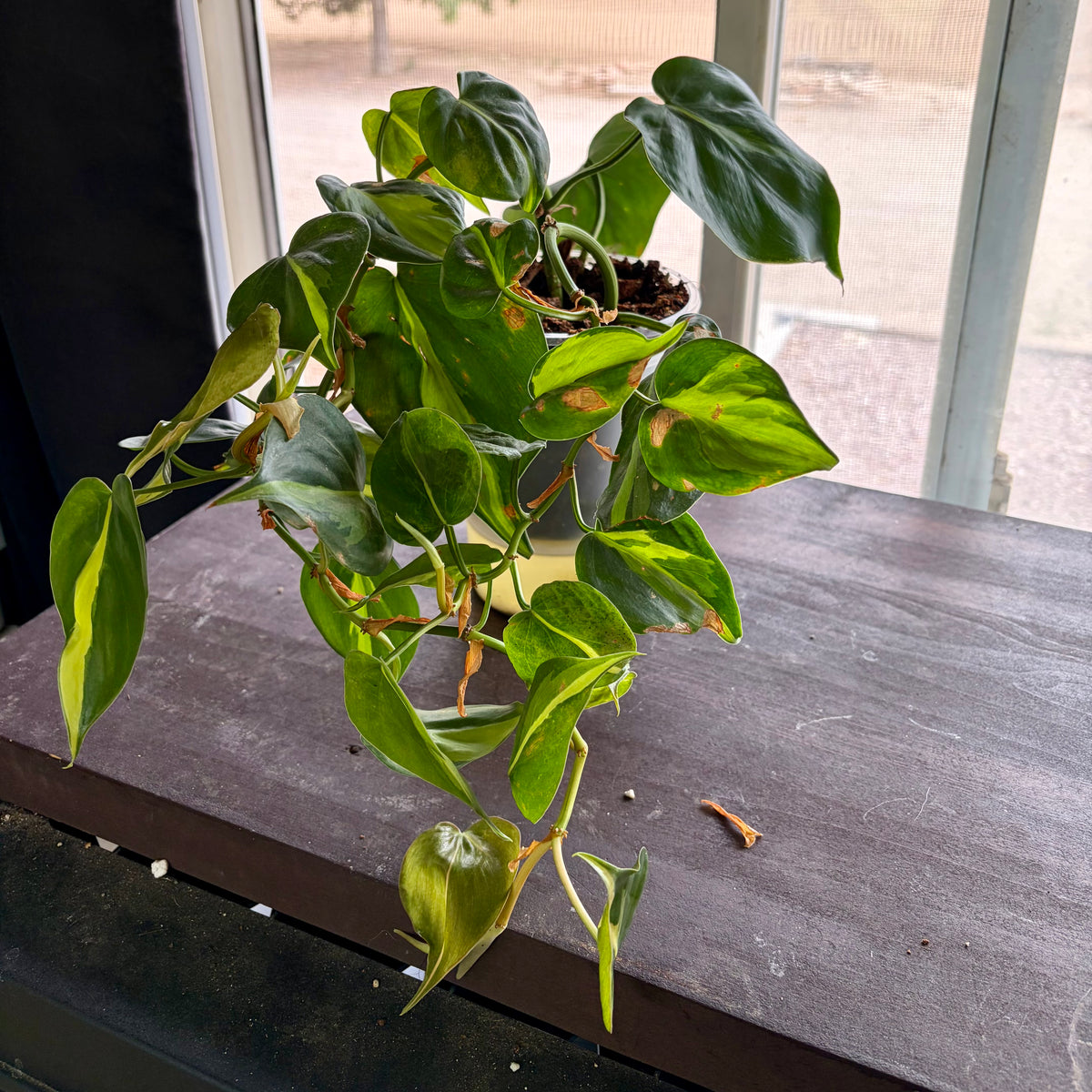 Philodendron Hederaceum 'Brasil'