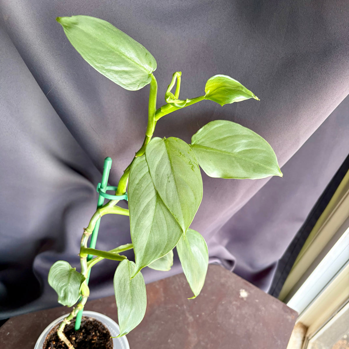 Philodendron Hastatum (Silver Sword)