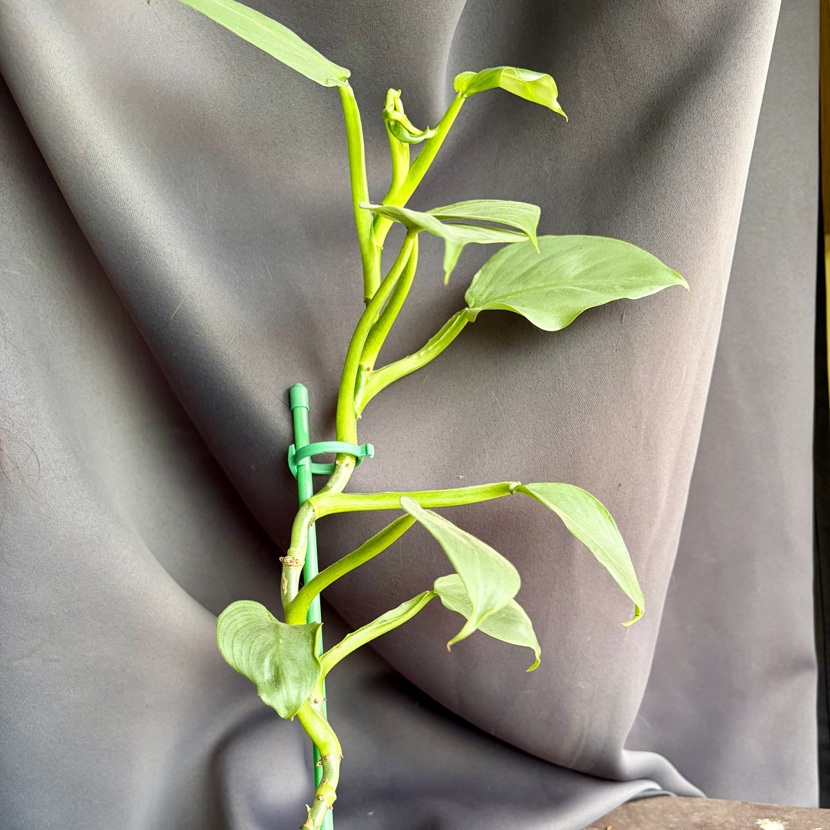 Philodendron Hastatum (Silver Sword)