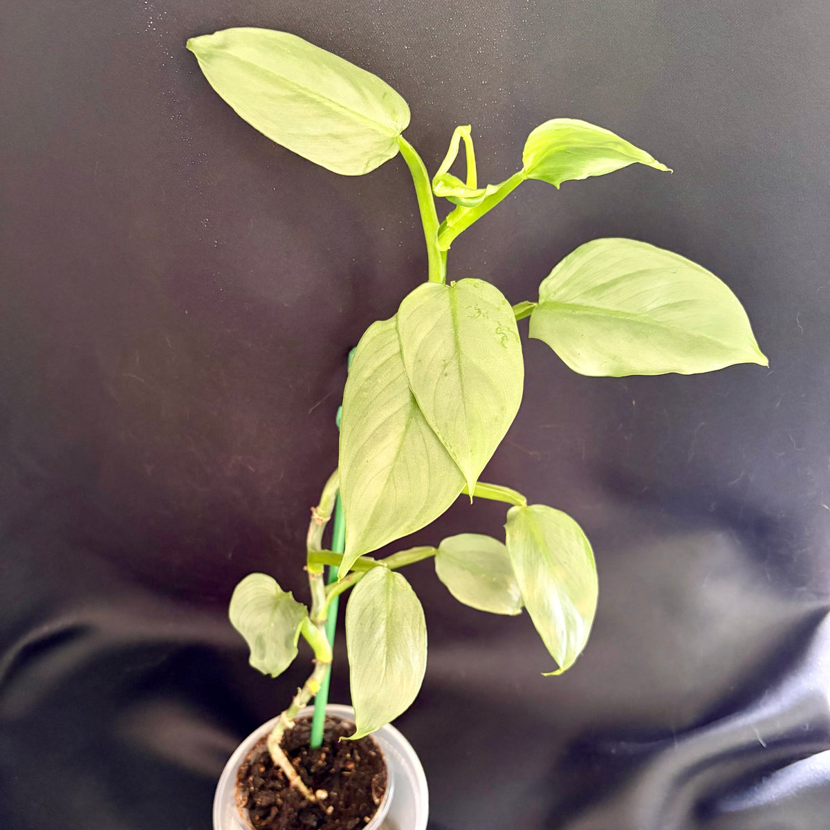 Philodendron Hastatum (Silver Sword)