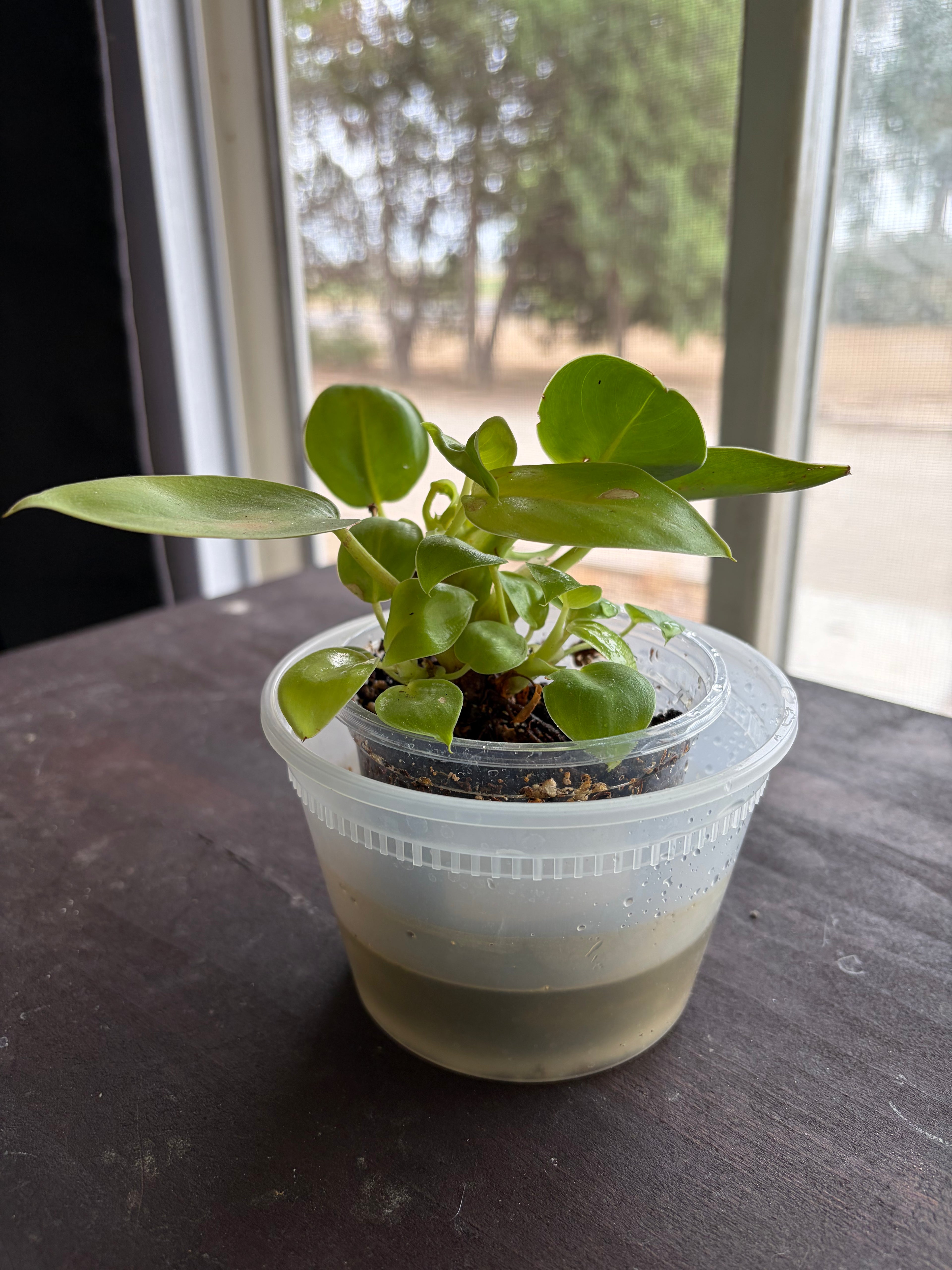 Philodendron Green Congo Nuclear