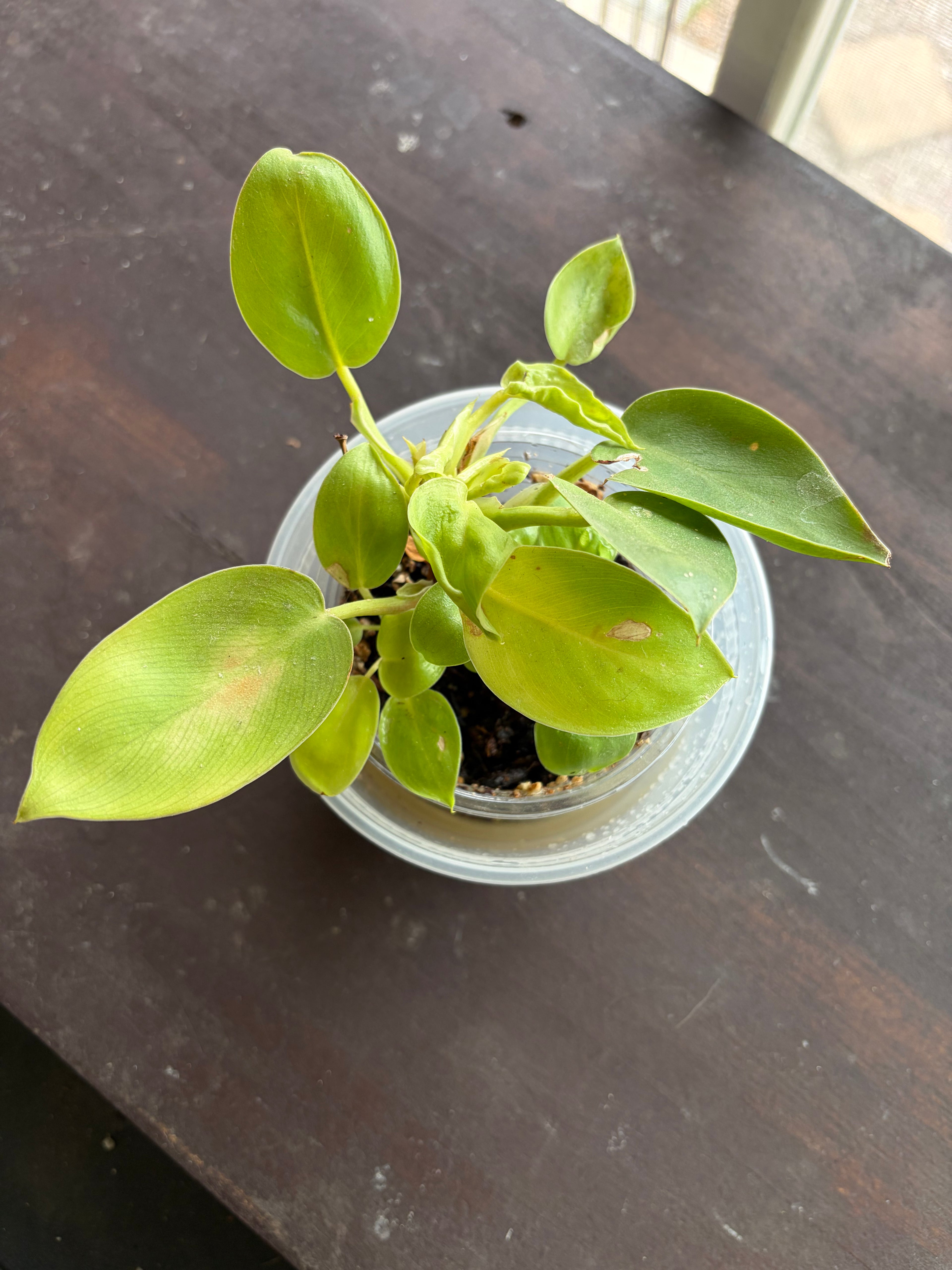 Philodendron Green Congo Nuclear