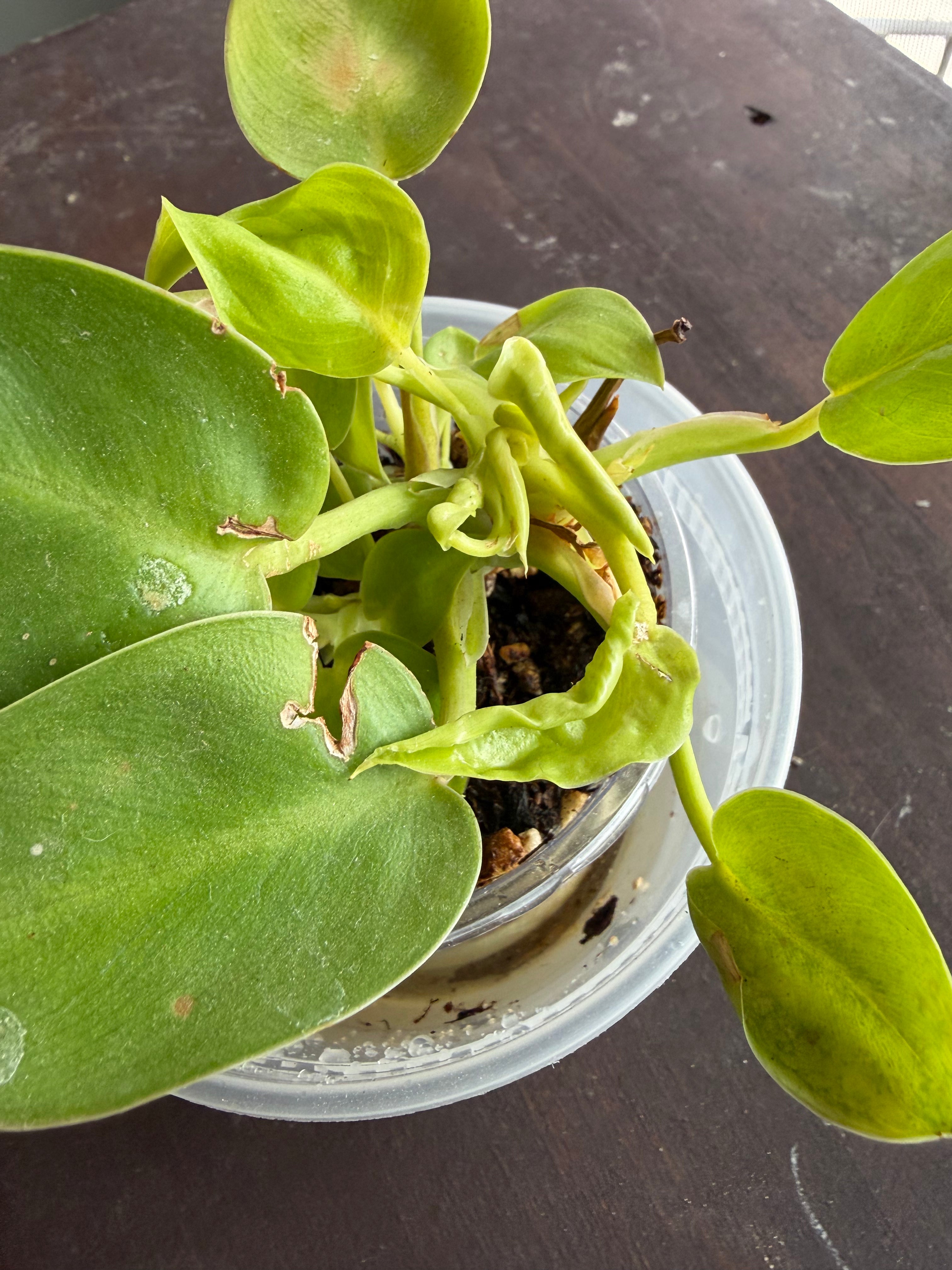 Philodendron Green Congo Nuclear
