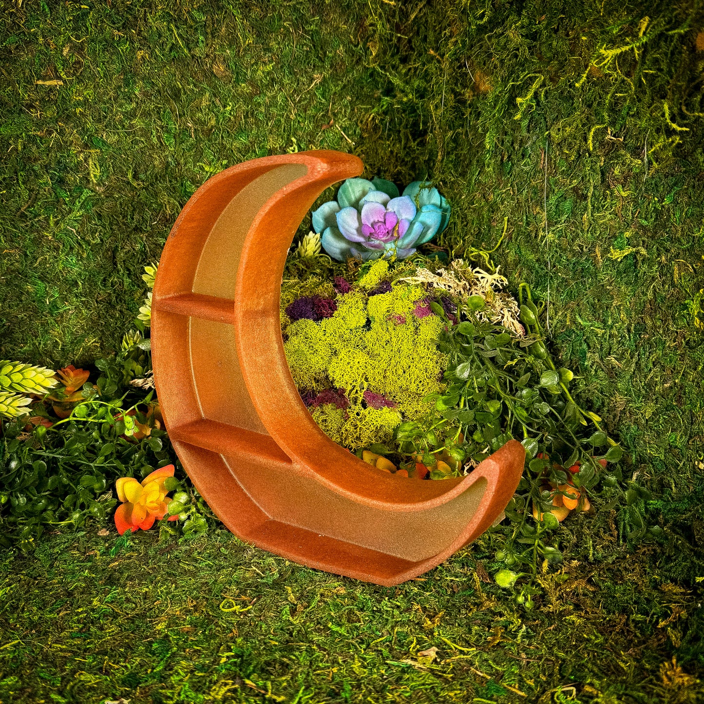 Coral Magic Moon Shelf