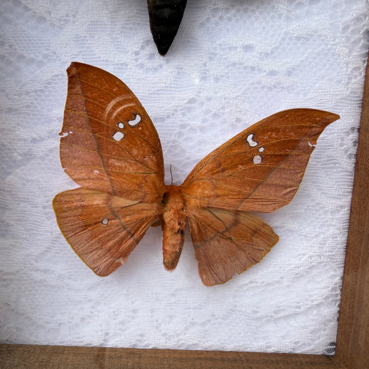 Framed Moth Specimen Display