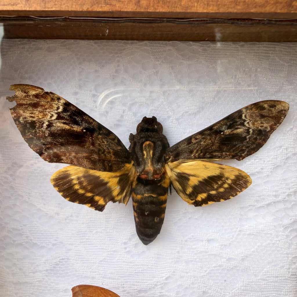 Framed Moth Specimen Display