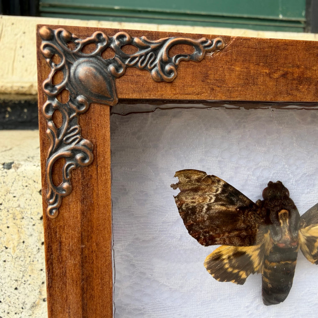 Framed Moth Specimen Display