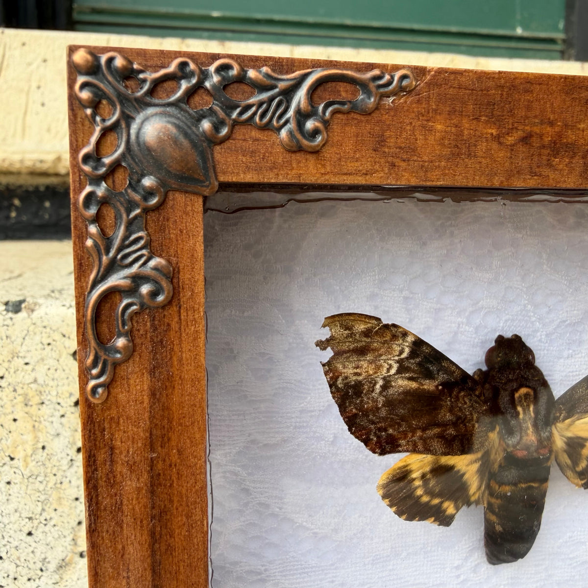 Framed Moth Specimen Display