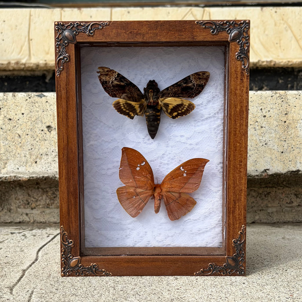 Framed Moth Specimen Display